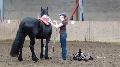 Grundlagen Reiten Grundlagen Reiten
