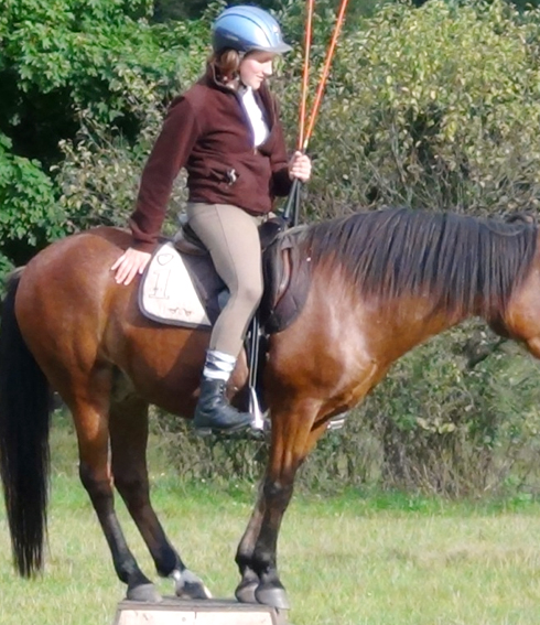 Pferd und Reiter Pferd und Reiter